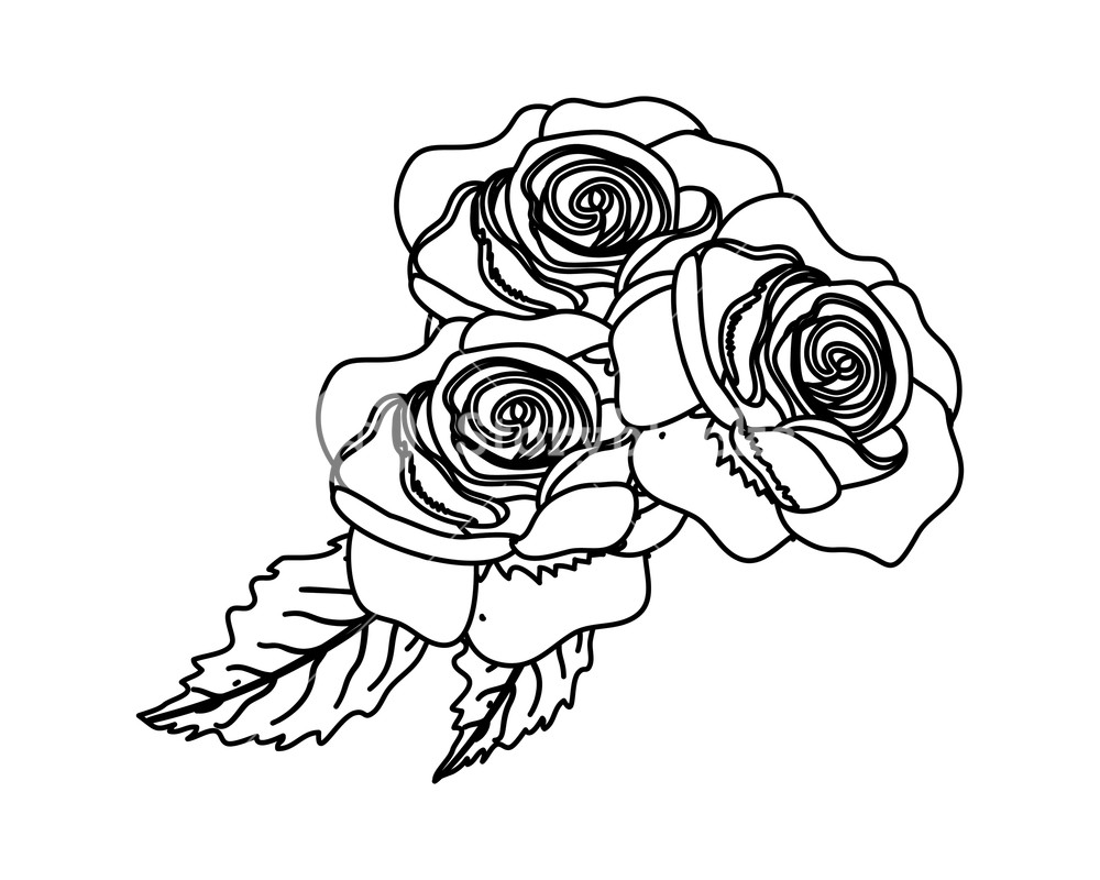 1000x800 Outline Beauty Exotic Roses And Nice Leaves Vector Illustration