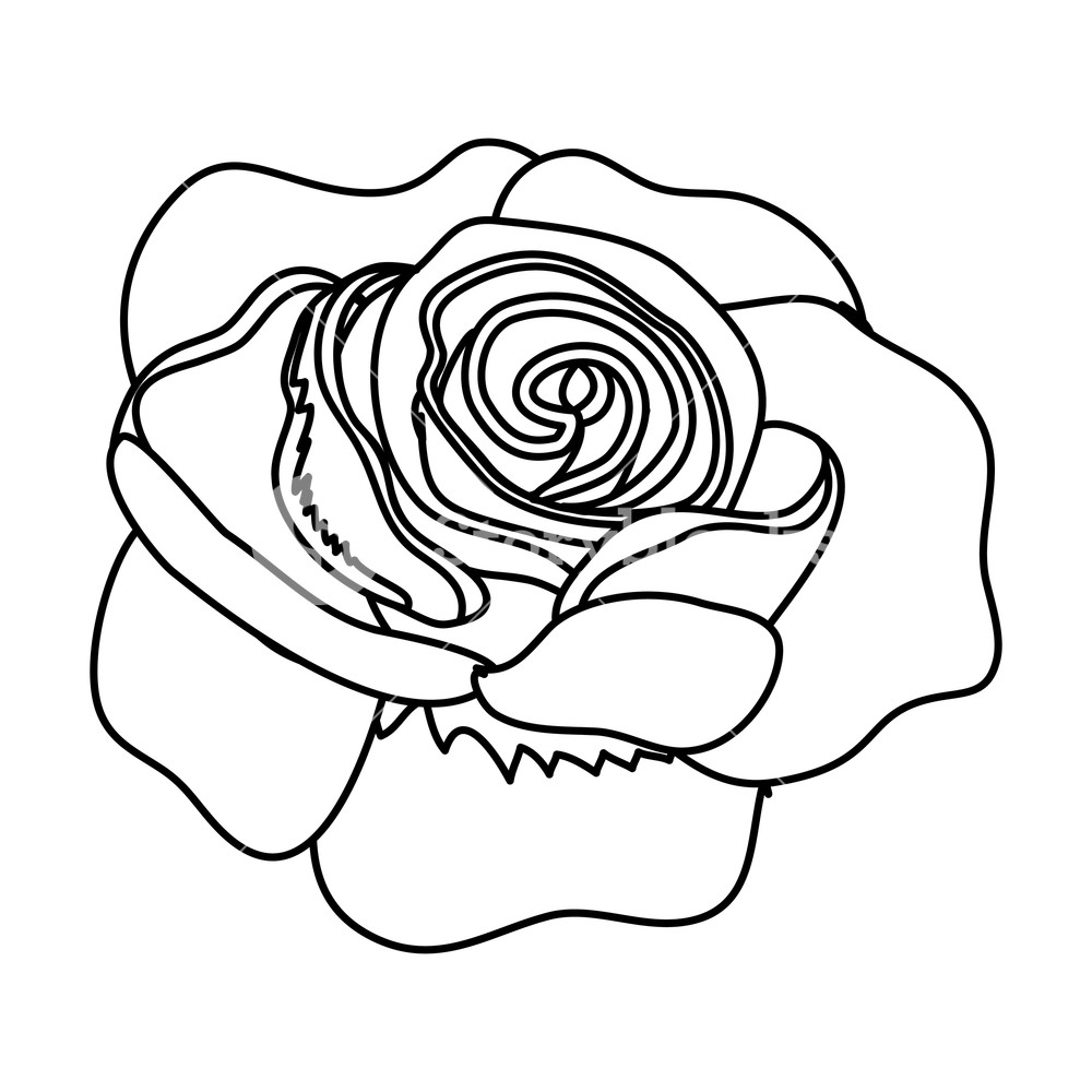 1000x1000 Outline Beauty Rose With Exotic Petals Design Vector Illustration