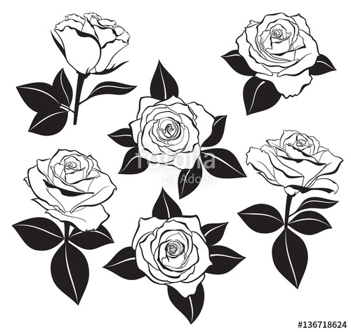 500x473 Rose Outline Vector Set Of Detailed Isolated Outline Rose Buds