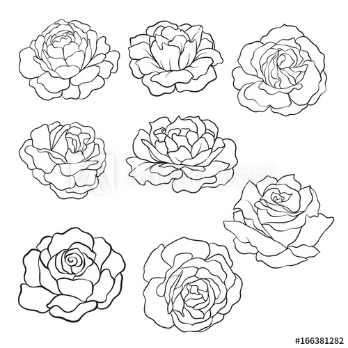 500x500 Set Of Isolated Rose Outline Drawing Stock Line Vector