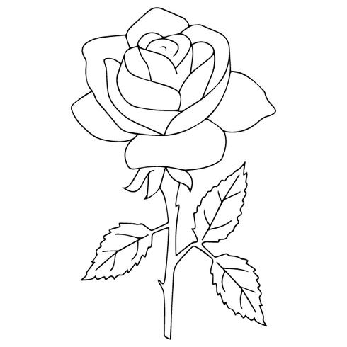 Rose Outline Vector at Vectorified.com | Collection of Rose Outline ...