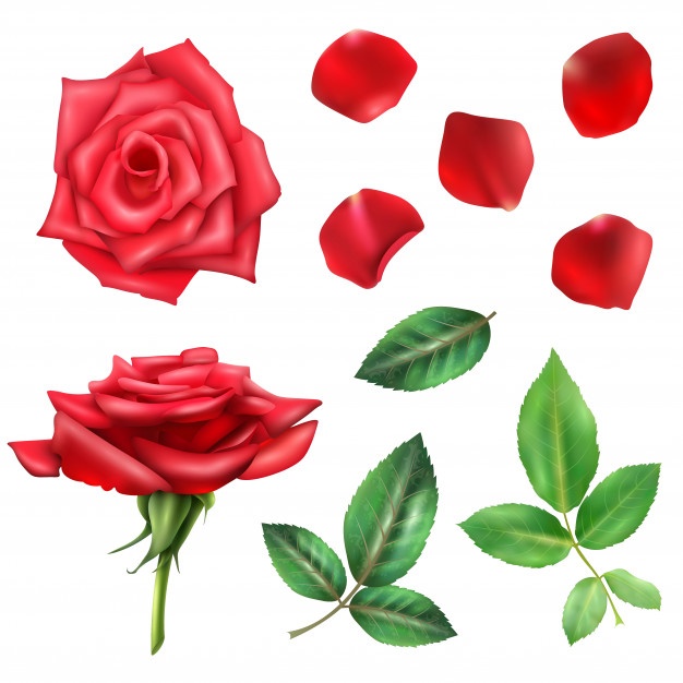 626x626 Petals Vectors, Photos And Free Download