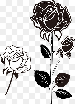 260x358 Black And White Roses, Black Vector, Bla