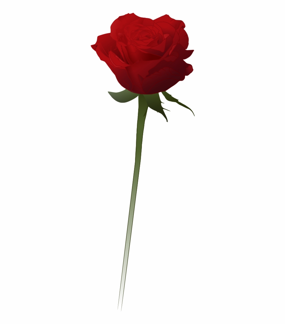 920x1047 Red Rose Clipart Vector