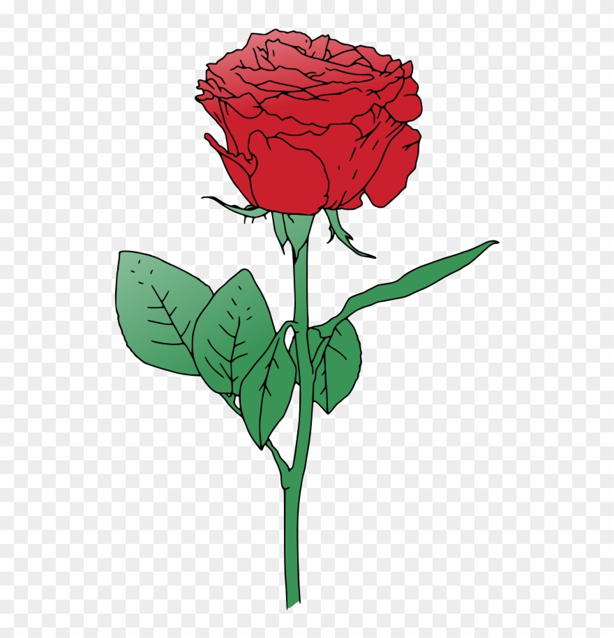880x915 Rose Vector Png Clipart