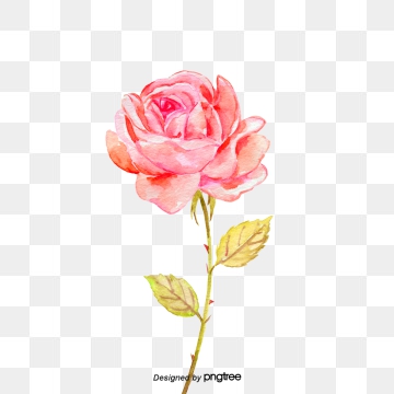 360x360 Roses Png Images Vector And Free Download