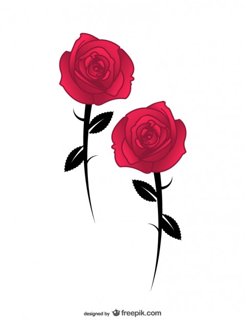 479x626 Roses Vectors, Photos And Free Download
