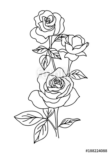 Vintage Rose Tattoo, Flower Vector Illustration On White 354x500 Vintage Rose Tattoo, Flower Vector Illustration On White