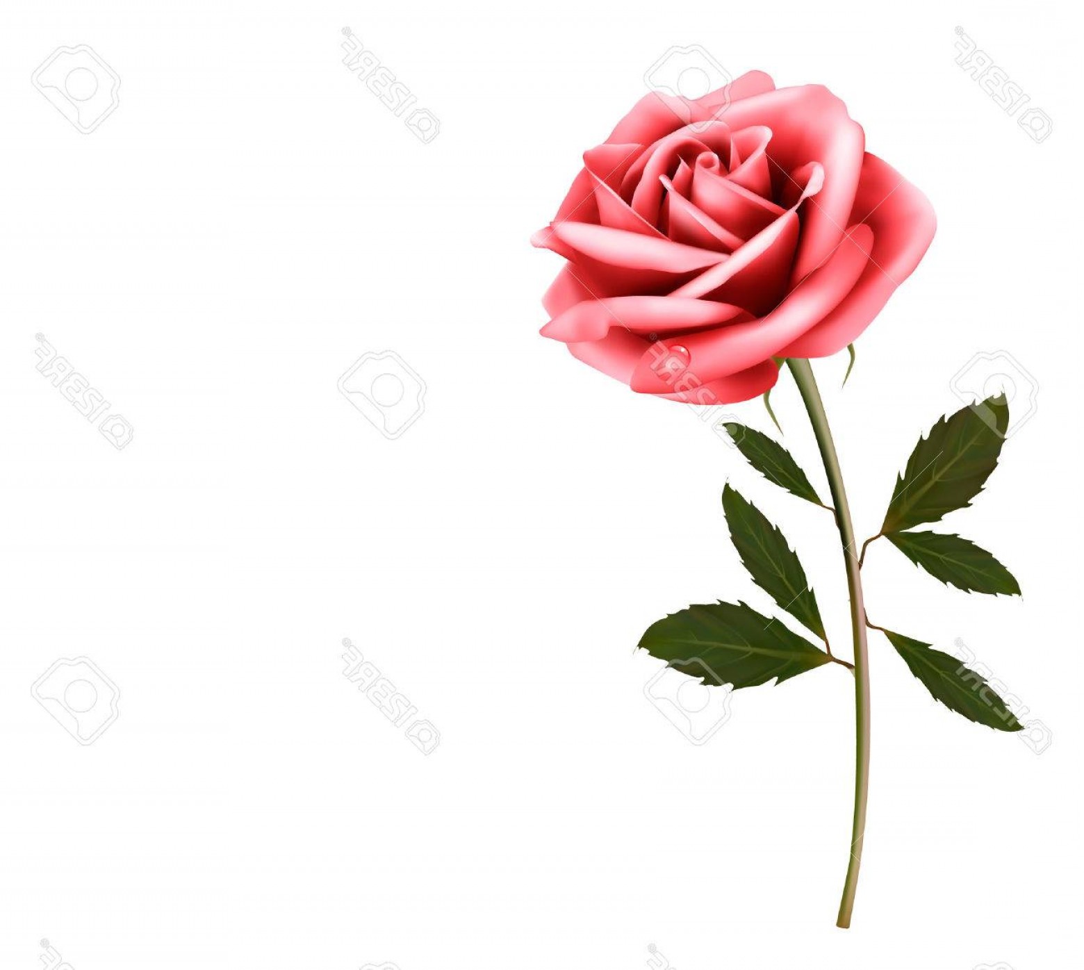 1560x1396 Pink Rose Vector Cqrecords