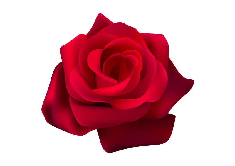 800x566 Rose Vector