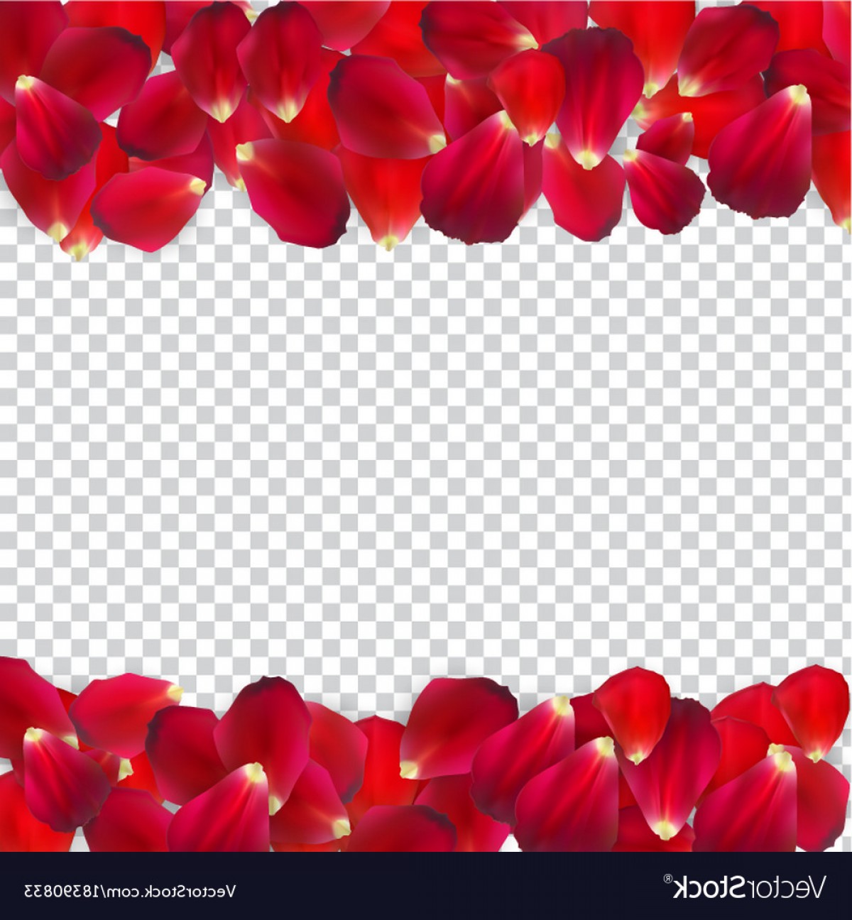 1200x1296 Rose Vector No Background Soidergi