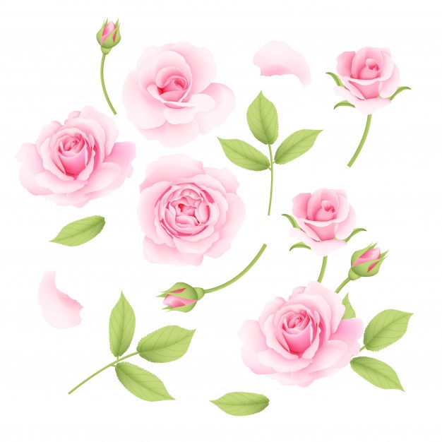 626x626 Roses Vectors, Photos And Free Download
