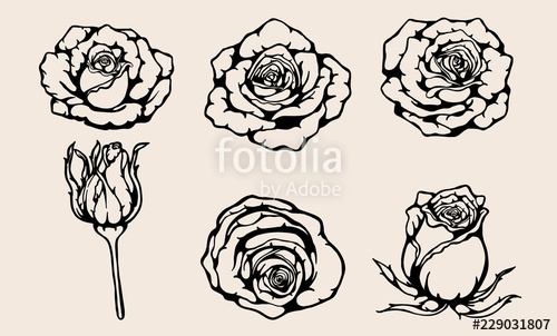 500x302 Set Of Rose Vector