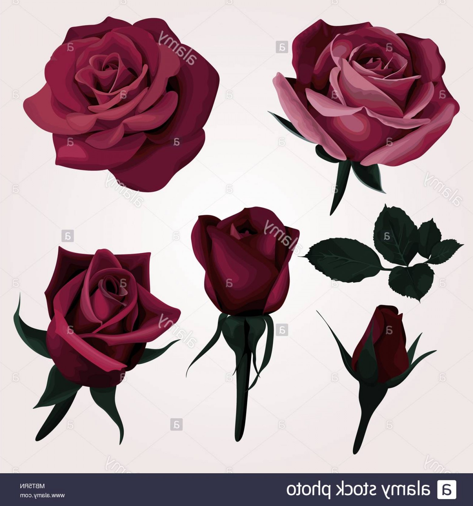 Deep Red Realistic Roses Vector Clip Art Set Of Marsala Flower 1560x1668 Deep Red Realistic Roses Vector Clip Art Set Of Marsala Flower
