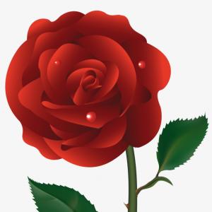 Hxmhjroses Red Rose With Bud Transparent Clip Art Cqrecords 300x300 Hxmhjroses Red Rose With Bud Transparent Clip Art Cqrecords