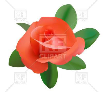 Red Rose Vector Image Of Plants And Animals Pavalena 400x357 Red Rose Vector Image Of Plants And Animals Pavalena
