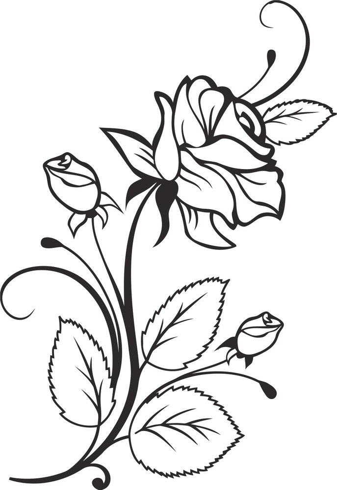 Rose Vector Design Free Vector Cdr Download 687x1000 Rose Vector Design Free Vector Cdr Download