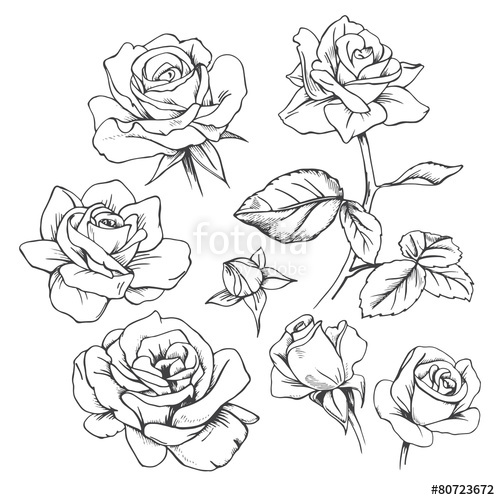 Set Of Hand Drawn Roses Vector Stock Image And Royalty Free 500x500 Set Of Hand Drawn Roses Vector Stock Image And Royalty Free