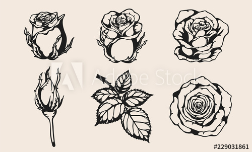 Set Of Rose Vector 500x302 Set Of Rose Vector