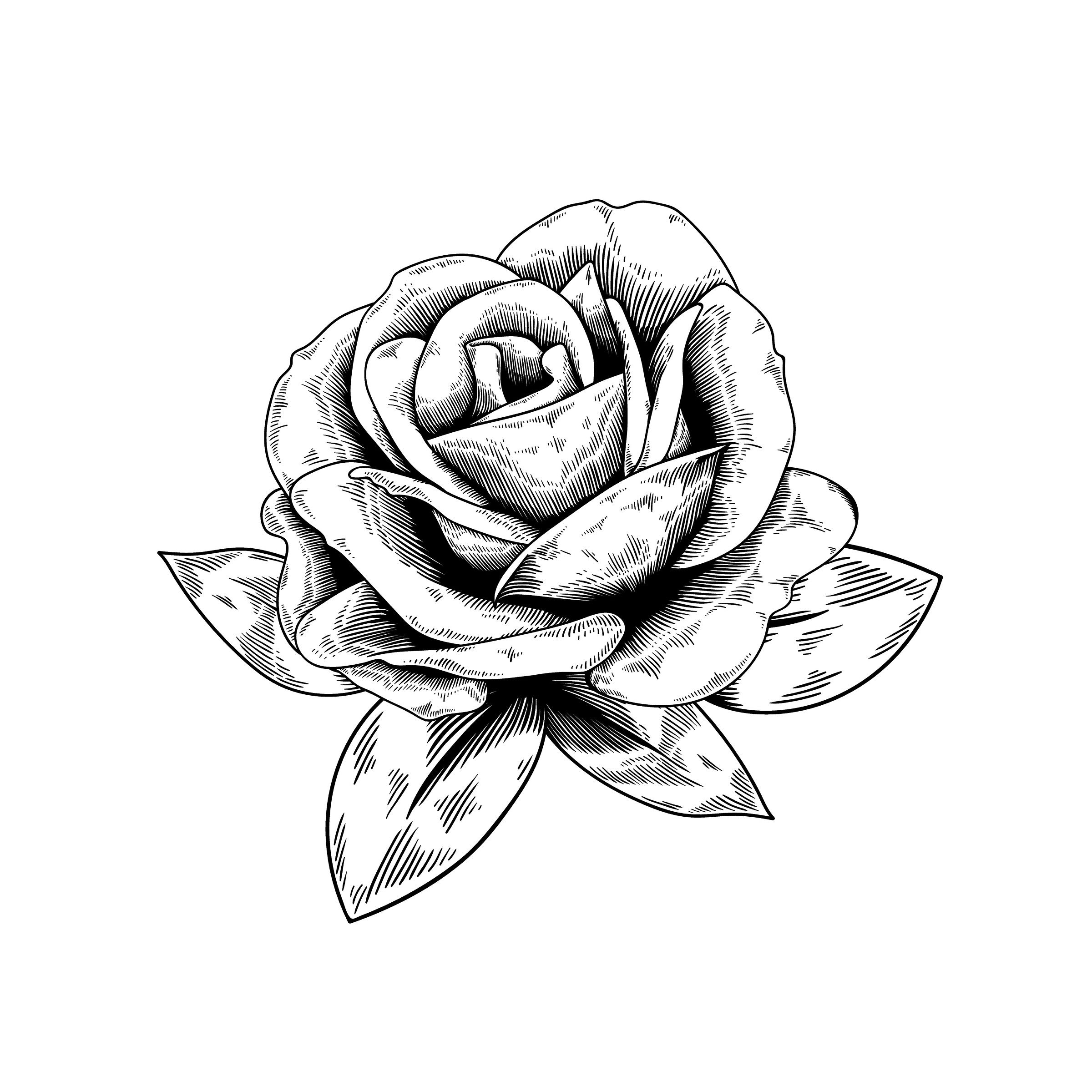 Rose Vector Art At Vectorified Com Collection Of Rose Vector Art Free   Rose Vector Art 4 