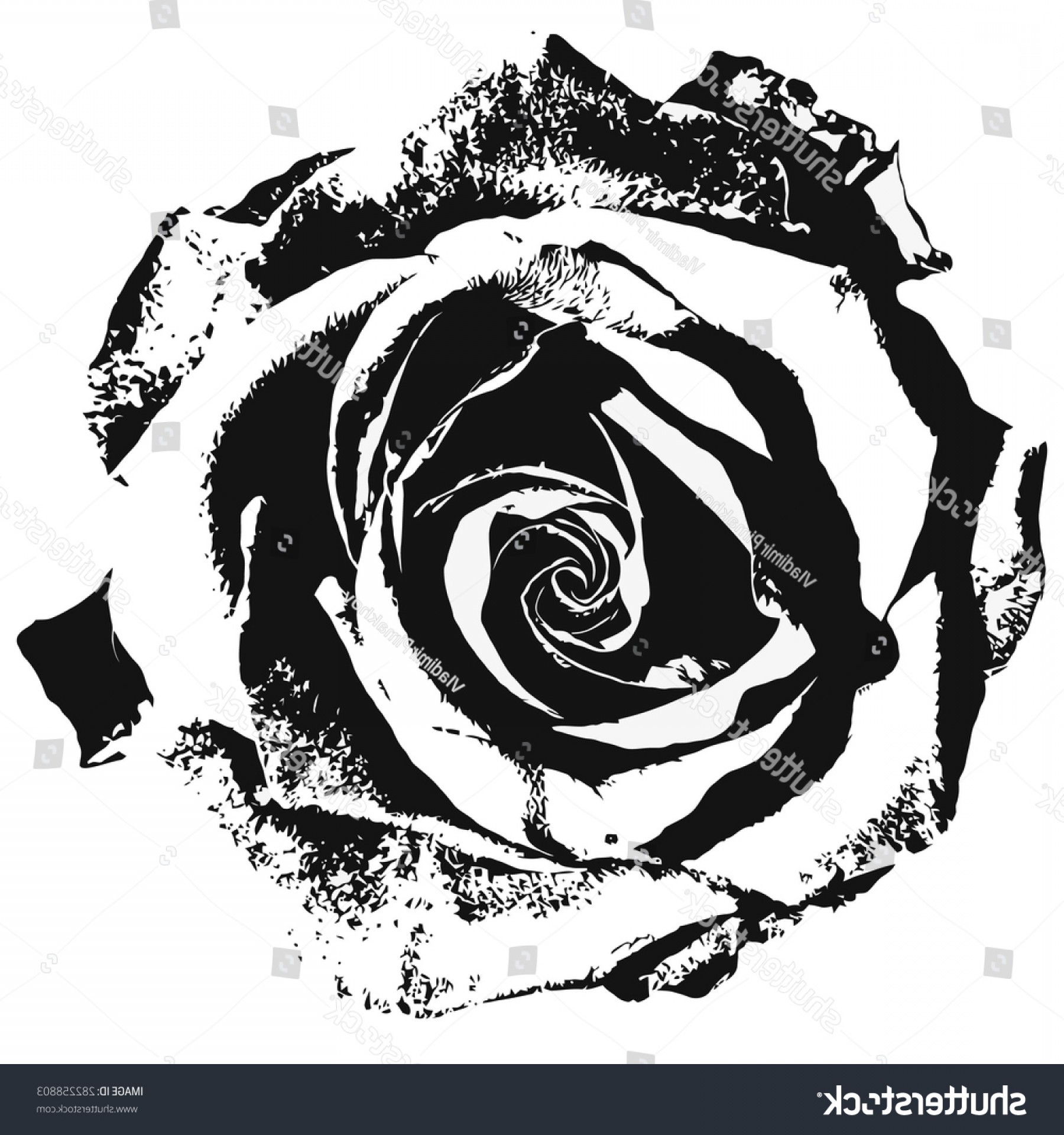 Black Silhouette Rose Vector Illustration Catchsplace 1800x1920 Black Silhouette Rose Vector Illustration Catchsplace