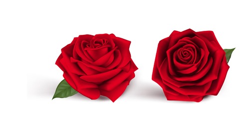Fresh Red Rose Vector Free Vectors Ui Download 499x251 Fresh Red Rose Vector Free Vectors Ui Download