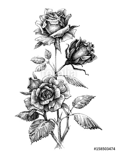 Hand Drawn Rose Vector Etch Style Stock Image And Royalty Free 384x500 Hand Drawn Rose Vector Etch Style Stock Image And Royalty Free