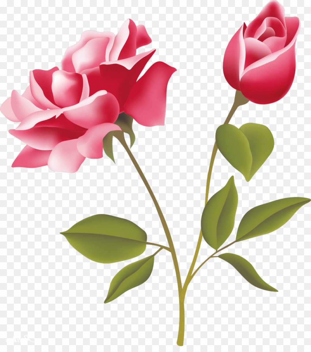 Png Rose Pink Free Clip Art Rose Vector Cqrecords 1080x1224 Png Rose Pink Free Clip Art Rose Vector Cqrecords