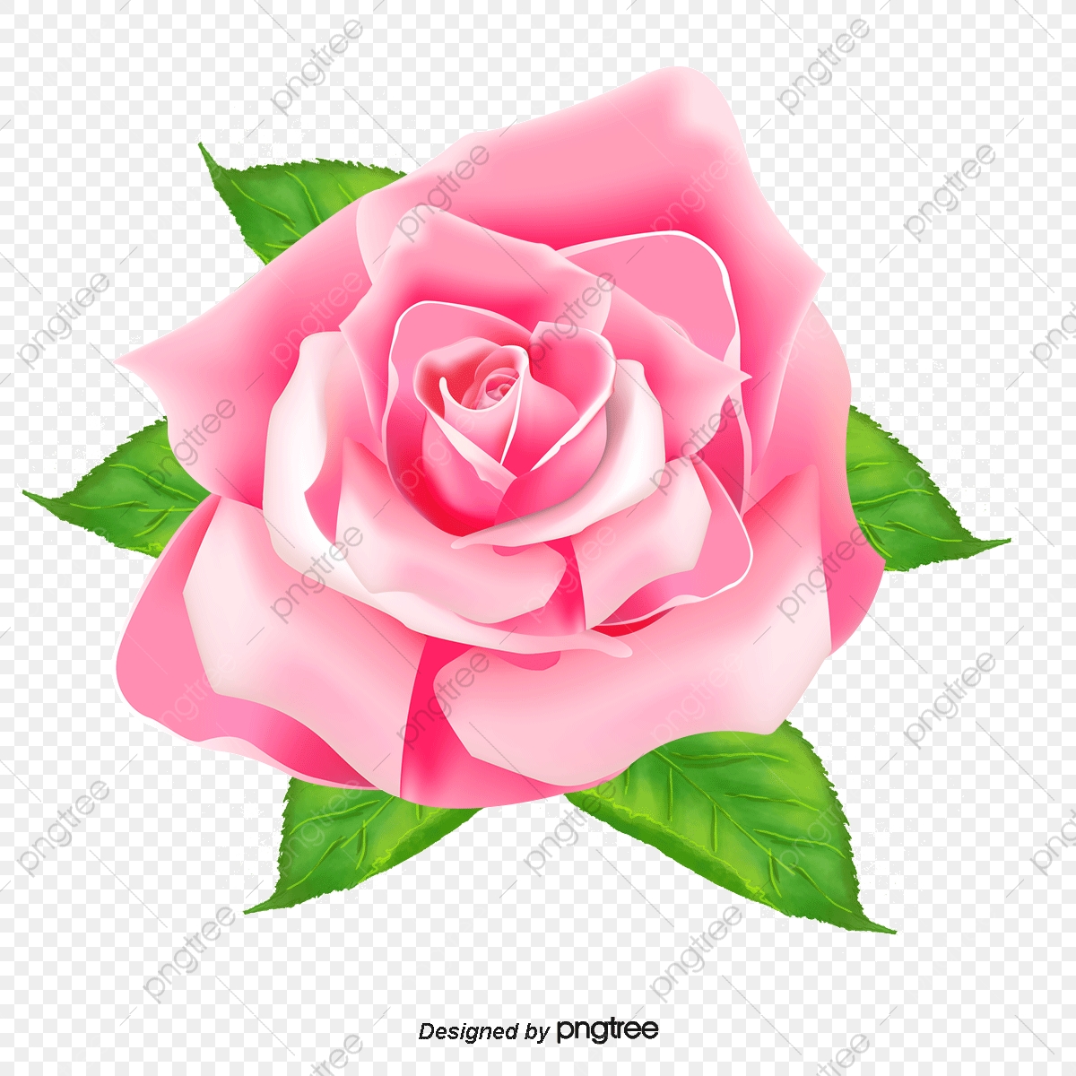 Rose Vector, Rose, Vector, Red Png And Vector With Transparent 1200x1200 Rose Vector, Rose, Vector, Red Png And Vector With Transparent