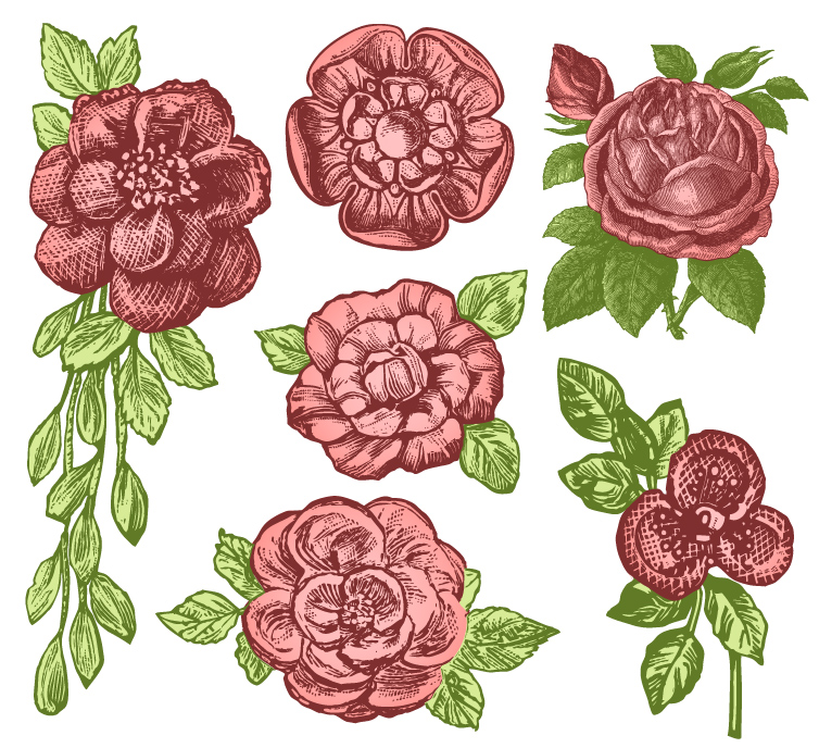 Rose Vector Free Vector Graphic Download 754x688 Rose Vector Free Vector Graphic Download