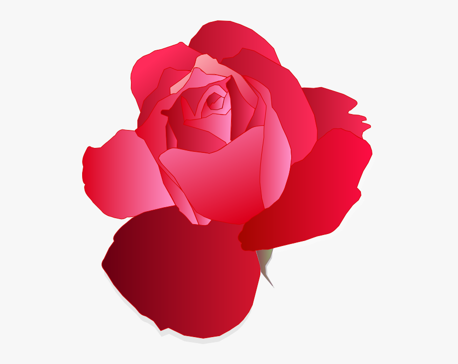Spring Rose Vector Png 920x731 Spring Rose Vector Png