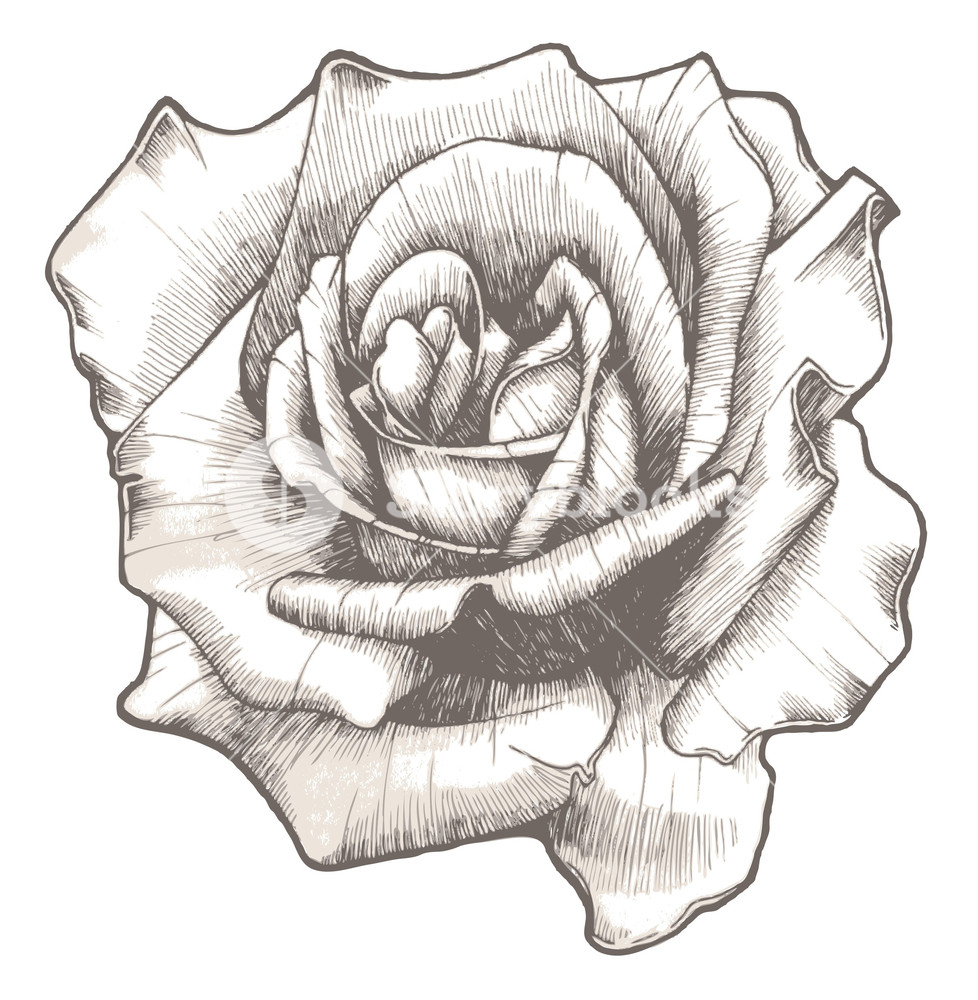 Hand Drawn Rose Vector Illustration Royalty Free Stock Image 978x1000 Hand Drawn Rose Vector Illustration Royalty Free Stock Image