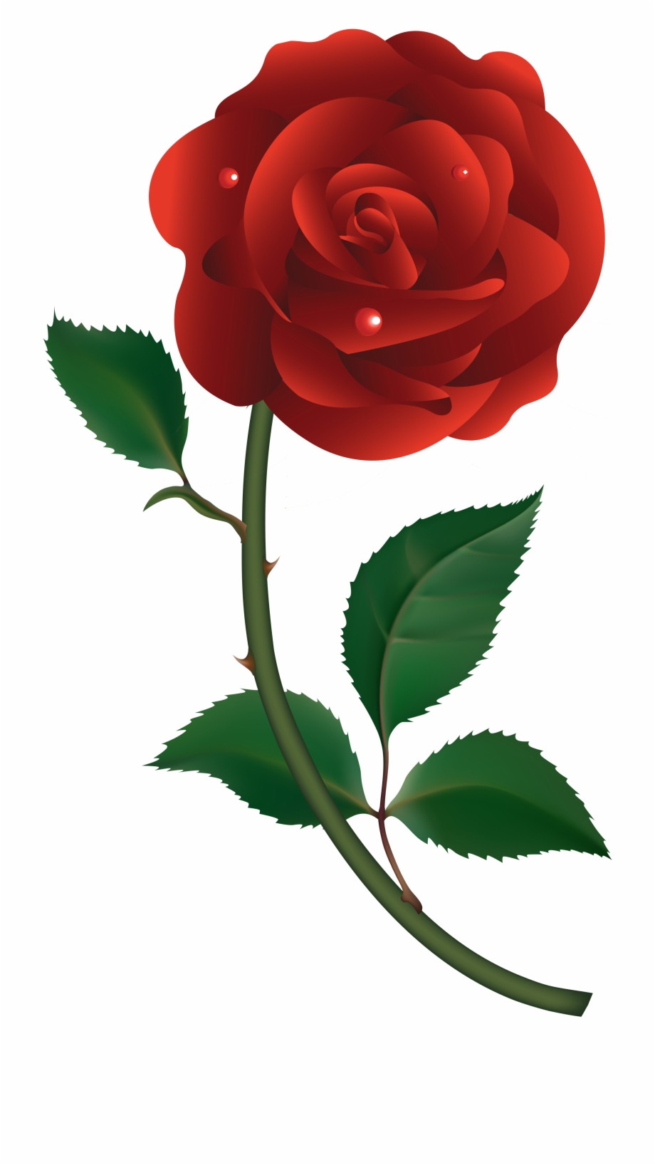 Red Rose Vector 920x1636 Red Rose Vector