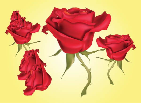 Rose Vectors 600x438 Rose Vectors