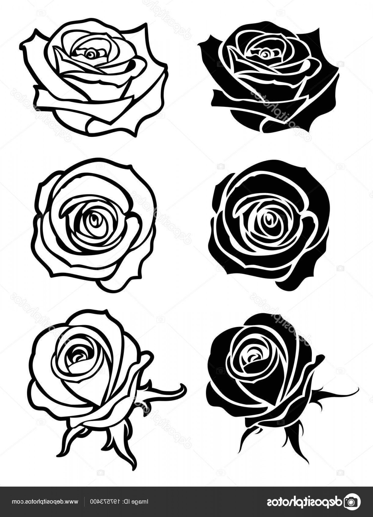 Stock Illustration Close Up Rose Vector Tattoo Soidergi 1471x2040 Stock Illustration Close Up Rose Vector Tattoo Soidergi