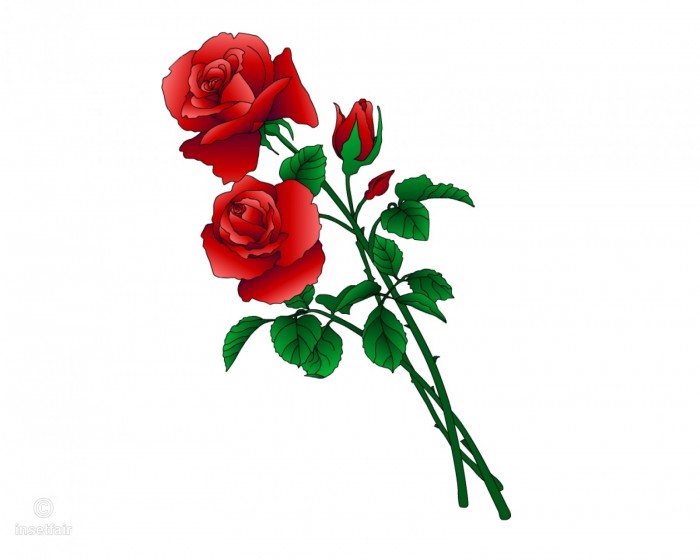 Passionate Long Stem Red Roses Free Vector Png Image Png Long Stem 700x560 Passionate Long Stem Red Roses Free Vector Png Image Png Long Stem