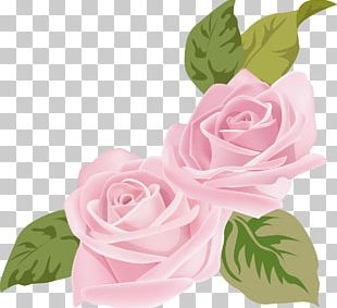 Pink Rose Vector Png Images, Pink Rose Vector Clipart Free Download 310x283 Pink Rose Vector Png Images, Pink Rose Vector Clipart Free Download