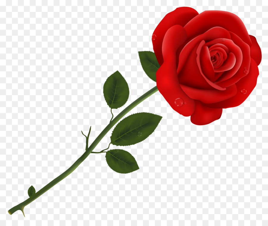 Rose Vector Png 900x760 Rose Vector Png
