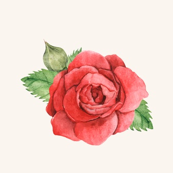 Rose Vector Transparent Png Clipart Pictures Free Download 338x338 Rose Vector Transparent Png Clipart Pictures Free Download