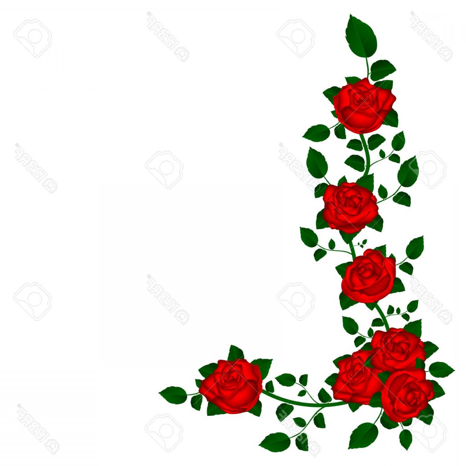 Photostock Vector Vine Of Red Roses Vector Illustration Of Flowers 1560x1560 Photostock Vector Vine Of Red Roses Vector Illustration Of Flowers