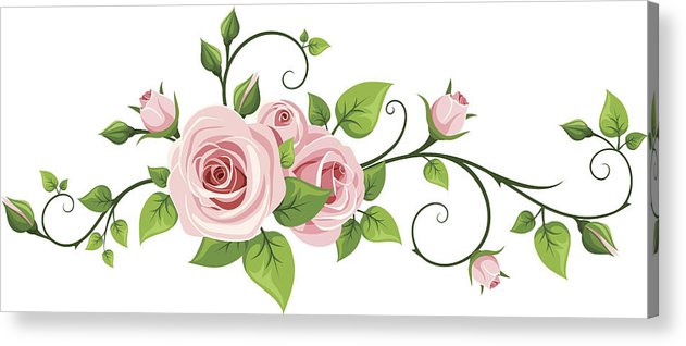 Pink Rose Vine Vector Illustration Acrylic Print 631x318 Pink Rose Vine Vector Illustration Acrylic Print
