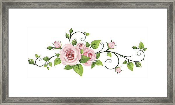 Pink Rose Vine Vector Illustration Framed Print 600x360 Pink Rose Vine Vector Illustration Framed Print