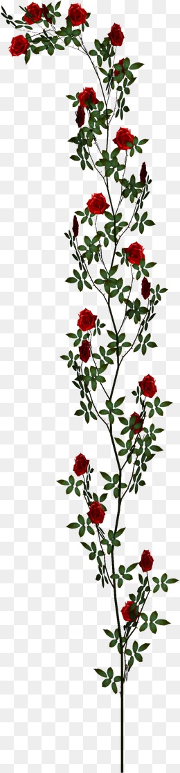 Rose Vine Vector at Vectorified.com | Collection of Rose Vine Vector ...