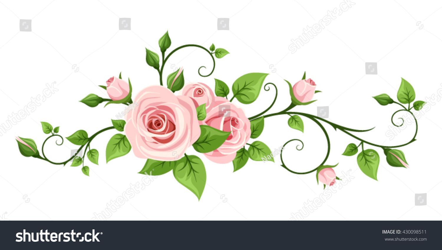 1500x850 Vector Pink Rose Vine Isolated On A White Background Aka Rose
