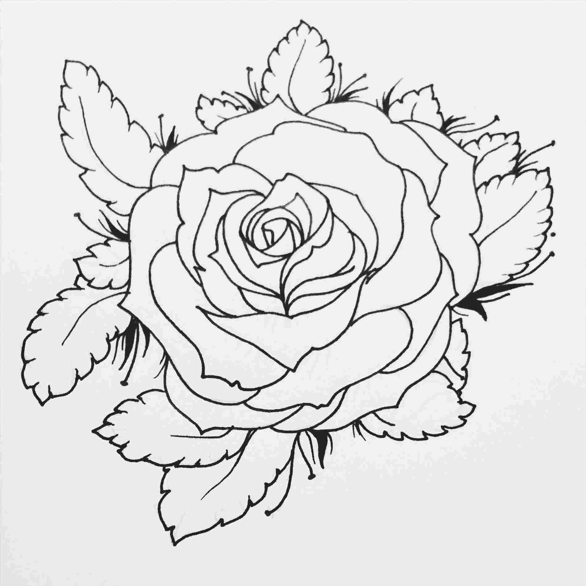 1899x1899 Vines Vector Drawing In Illustrator Easy Books Sketch Wrapping