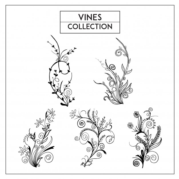 626x626 Floral Vines Vectors, Photos And Free Download