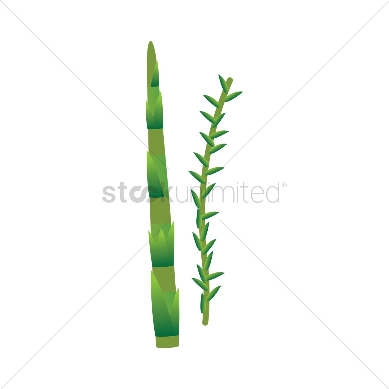Rosemary Vector