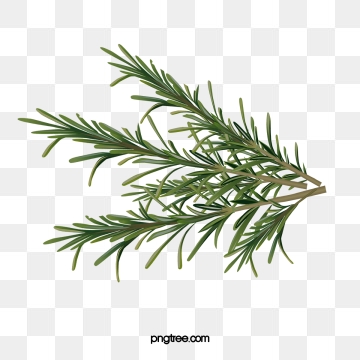 Rosemary Vector at Vectorified.com | Collection of Rosemary Vector free ...