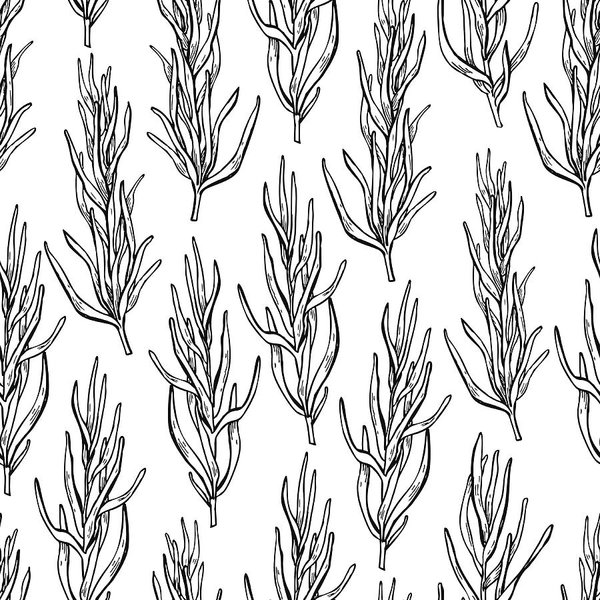 600x600 Rosemary Vector Drawing Seamless Pattern Isolated Rosemary Plan