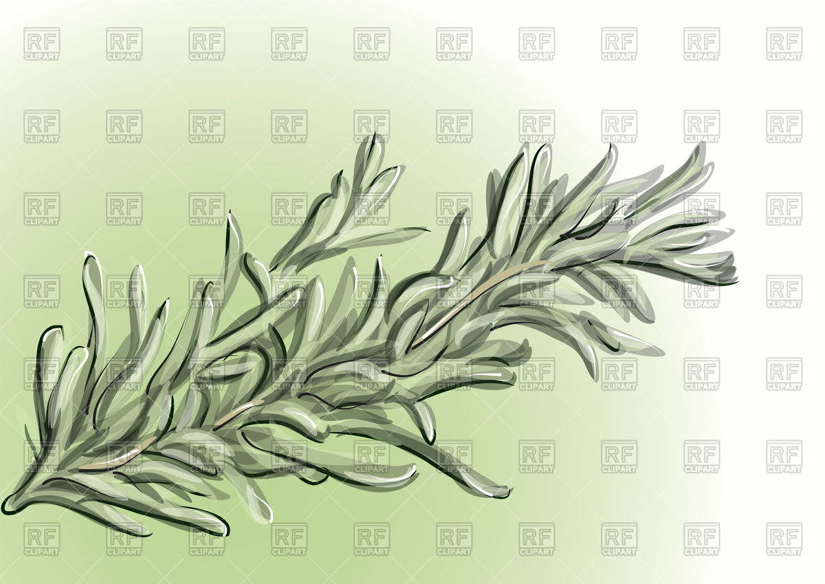 1200x849 Rosemary Vector Image Of Nature, Landscape Arkela